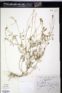 Tagetes lunulata image