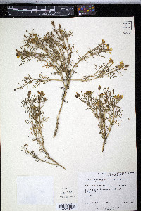 Tagetes patula image