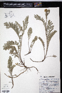 Tanacetum huronense image
