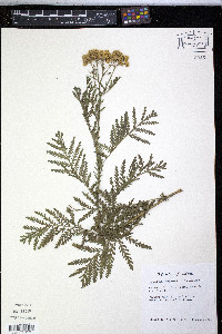Tanacetum vulgare image