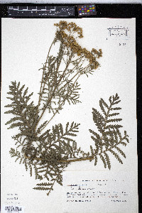 Tanacetum vulgare image