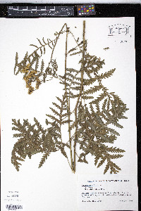 Tanacetum vulgare image