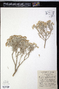 Tetradymia canescens image