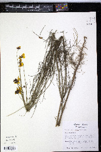 Thelesperma nuecense image