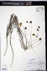 Thelesperma nuecense image