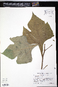 Tithonia diversifolia image