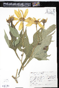 Tithonia diversifolia image