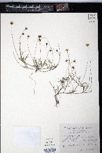 Tridax coronopifolia image