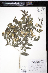 Trixis inula image