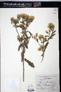 Trixis inula image
