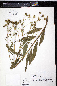 Verbesina alternifolia image