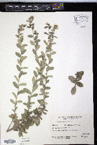Veronica chamaedrys image
