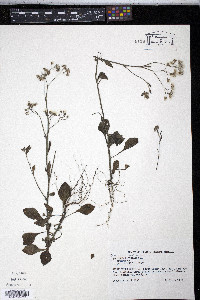 Vernonia cinerea image