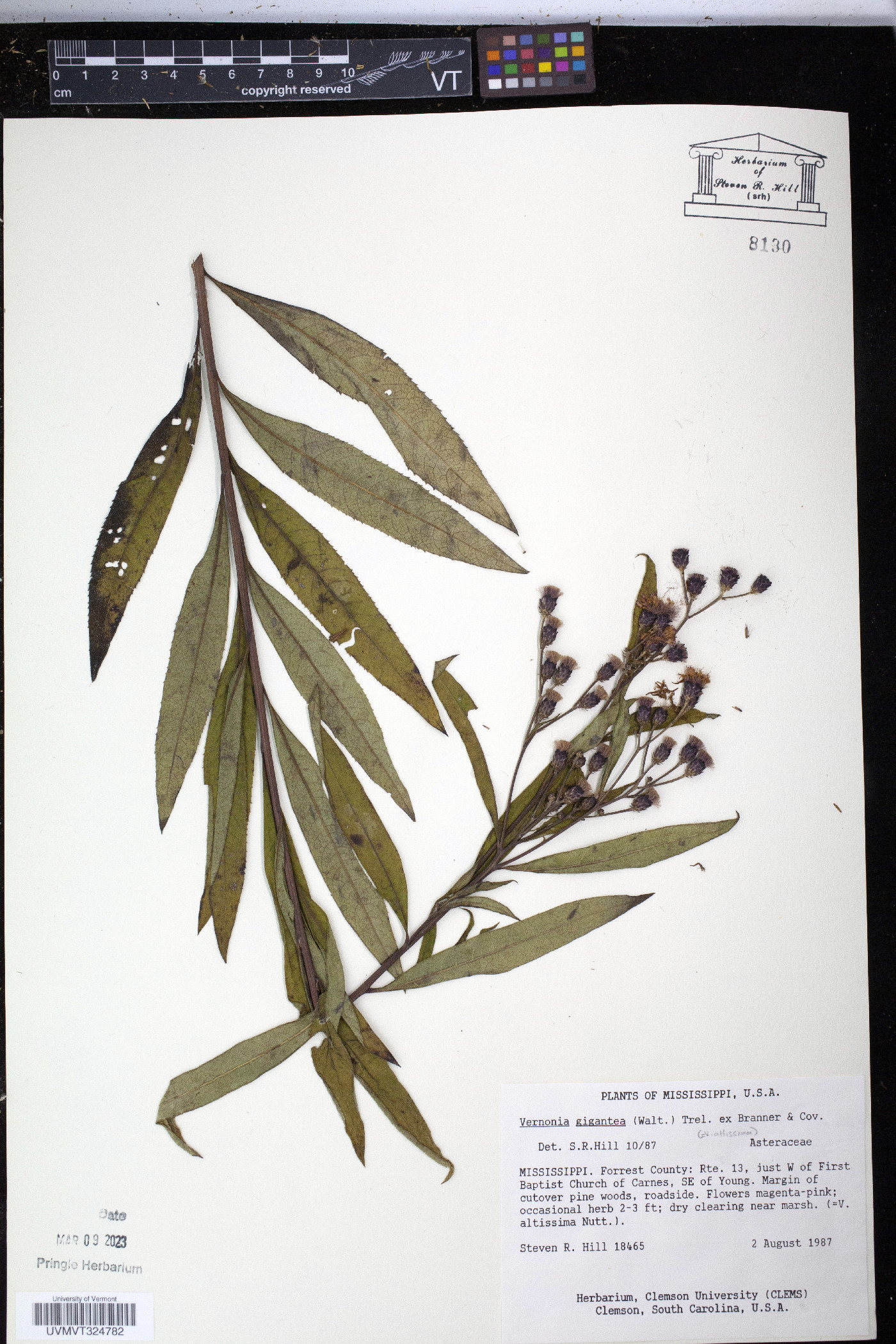 Veronica barkeri image