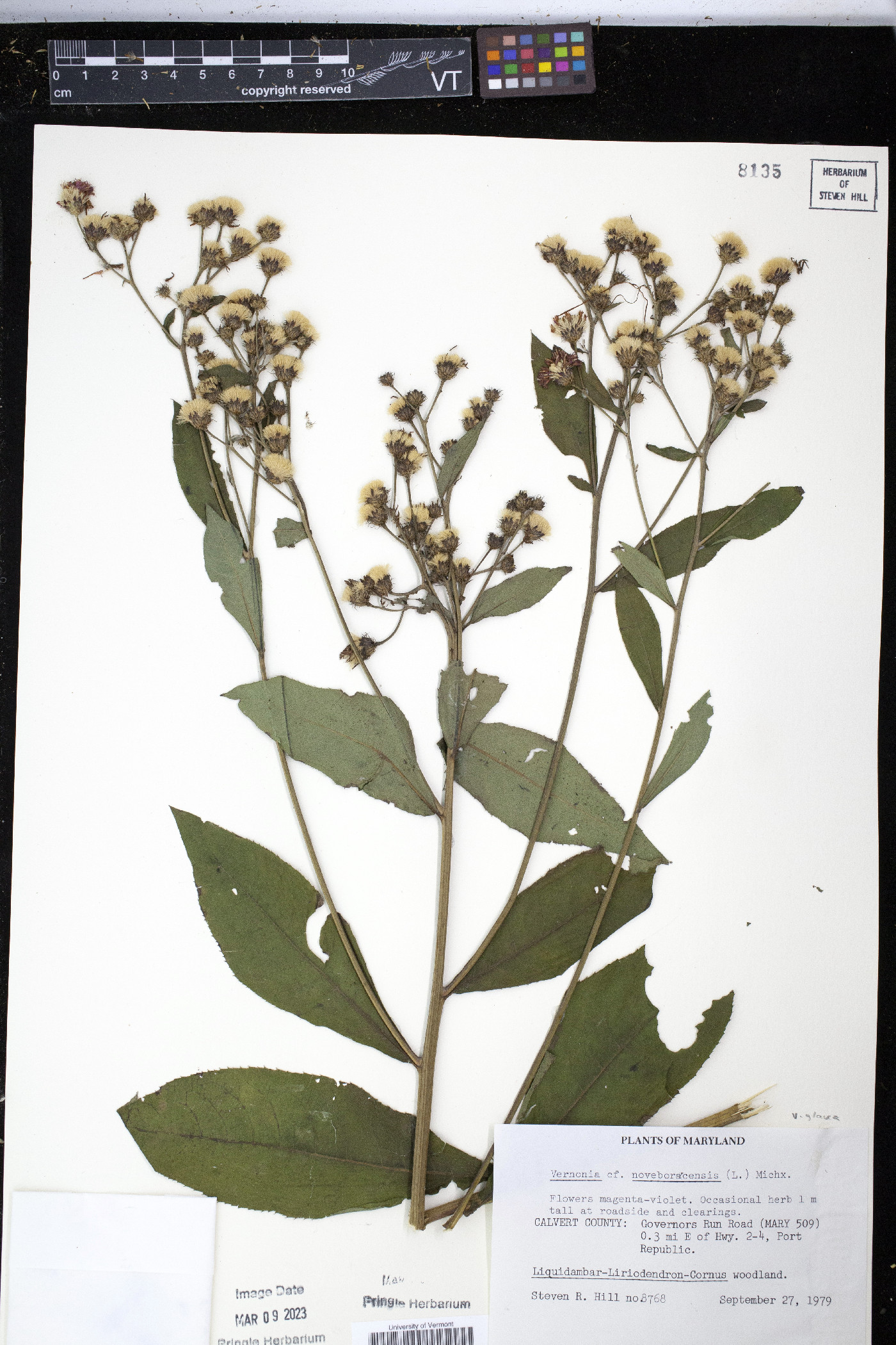 Veronica glauca image