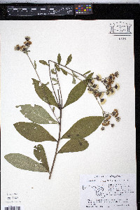 Veronica glauca image