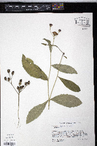 Veronica glauca image