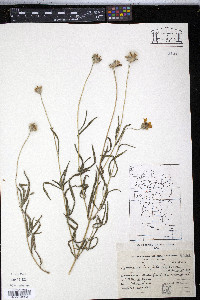 Viguiera anchusaefolia image
