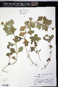 Wedelia trilobata image