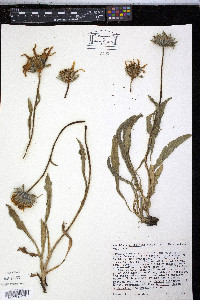 Wyethia angustifolia image