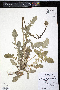 Youngia japonica image