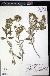 Zaluzania augusta image