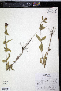 Zinnia peruviana image