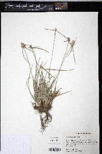 Kyllinga odorata image