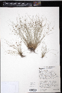 Cyperus subsquarrosus image