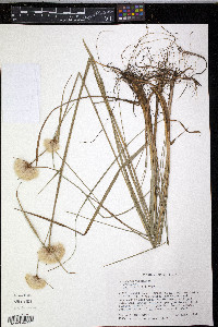 Eriophorum virginicum image
