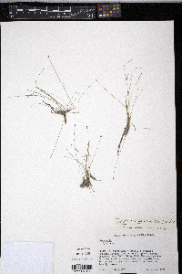 Eleocharis nigrescens image