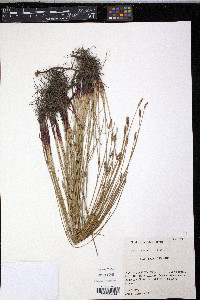 Eleocharis macrostachya image