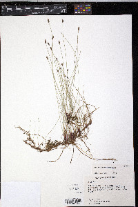 Eleocharis montevidensis image