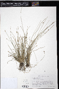 Eleocharis engelmannii image
