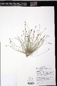 Eleocharis engelmannii image