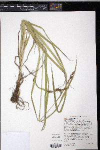 Carex shortiana image