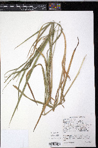Carex shortiana image
