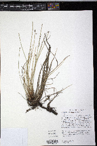 Eleocharis compressa image