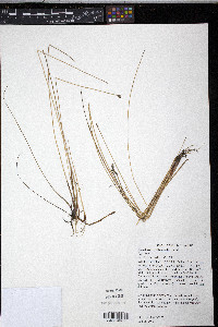 Eleocharis erythropoda image