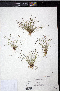 Eleocharis atropurpurea image
