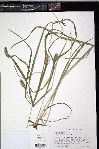 Carex typhina image