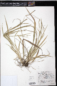 Carex striatula image