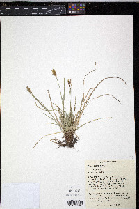 Carex siccata image