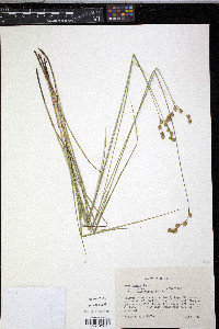 Carex tenera var. tenera image
