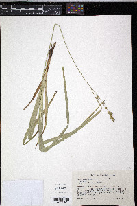 Carex sparganioides image