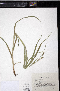Carex shortiana image
