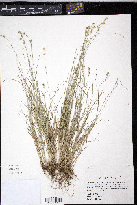 Carex texensis image