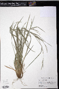 Carex striatula image