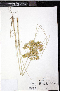 Cyperus oxylepis image