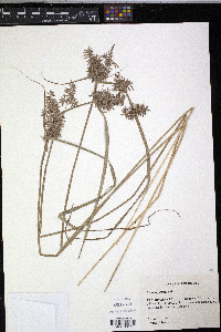 Cyperus pilosus image